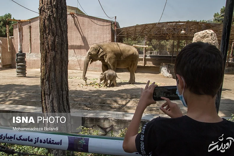 (تصاویر) رونمایی از «مایسا» در باغ وحش ارم